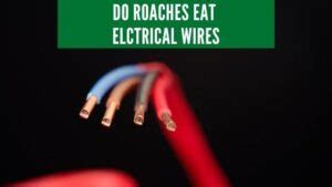 how to insulate electric breaker box for roaches|do roaches eat electrical wiring.